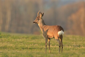 A beautiful roebuck stands on the meadow. Wildlife scene with a roe deer. Capreolus capreolus. 