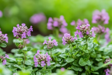 Obraz premium Thyme flowers blooming in a standard garden bed nature setting close-up photography vibrant greenery serenity concept