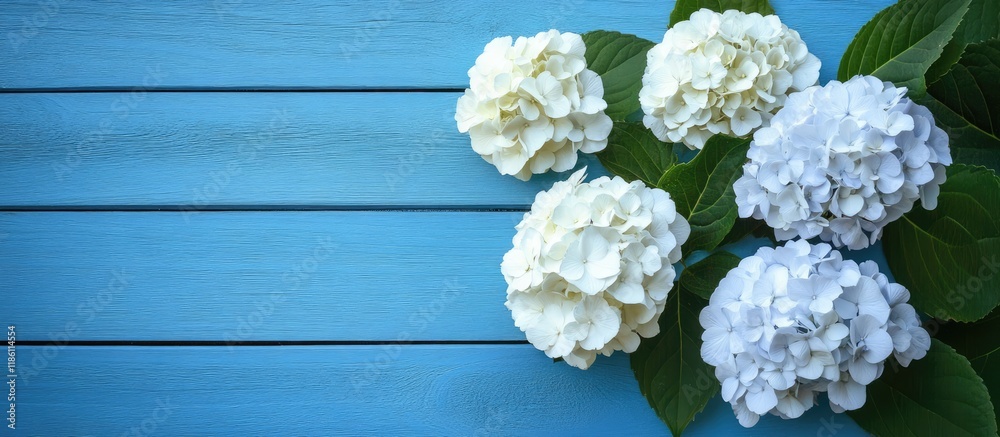 Poster White Hydrangea blossoms set against a blue wooden fence or wall. with copy space image. Place for adding text or design