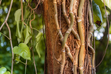 A climbing Philodendron plant with heart-shaped leaves, with its vines creeping along the trunk of a large tree