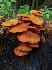 mushrooms on the tree