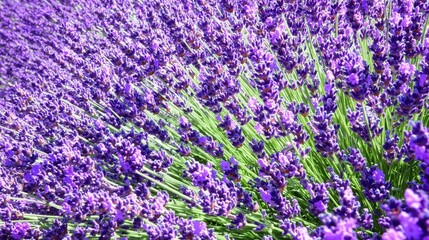 Obraz premium Stunning Macro Shot of Lavender Flower Showcasing Tiny Details in Low Resolution Gigapixel Format