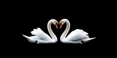 Fototapeta premium tender moment of two swans forming heart shape, symbolizing love