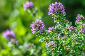 Obraz premium Thyme flowers blooming in a small garden setting nature photography closeup view vibrant green environment seasonal concept