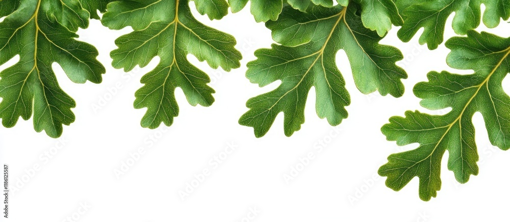 Poster Oak leaves set against a white background Quercus robur. with copy space image. Place for adding text or design