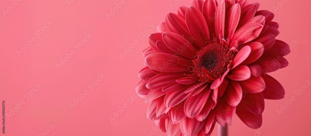 Wall mural close up view of a beautiful red flower isolated on a pink background with added copyspace for text