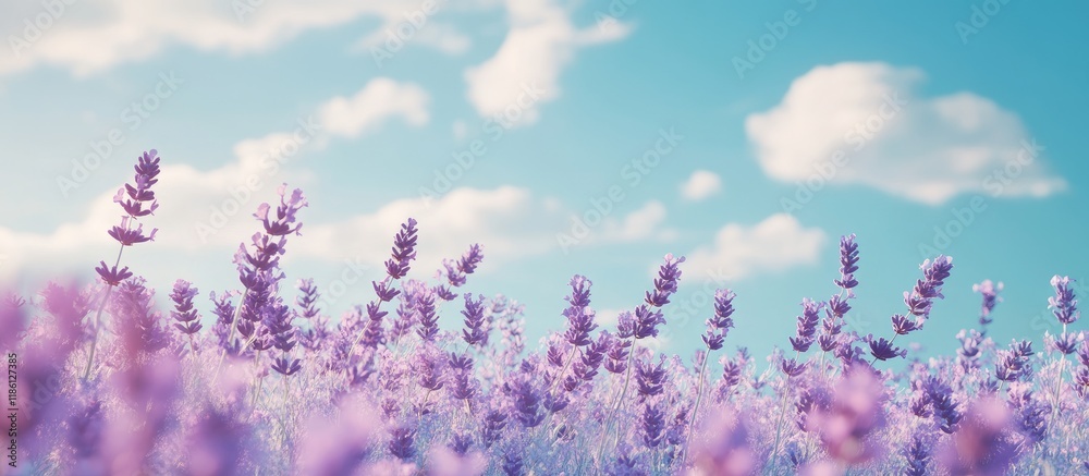 Wall mural a picture of blooming lavender flowers in a field under a blue sky featuring a space for text select