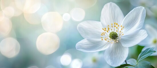 Close up macro of a lovely pristine white wood anemone flower Anemone nemorosa with selective focus and bokeh spring floral backdrop copy space