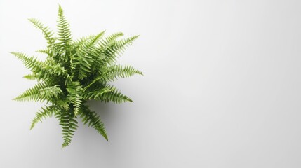 Obraz premium Overhead fern plant pot, white background, minimalist design, home decor