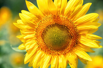 Obraz premium Golden sunflowers bloom brightly under a clear blue sky in mid-summer