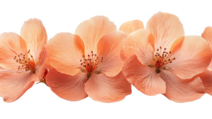 orange branch  flowers on a white background