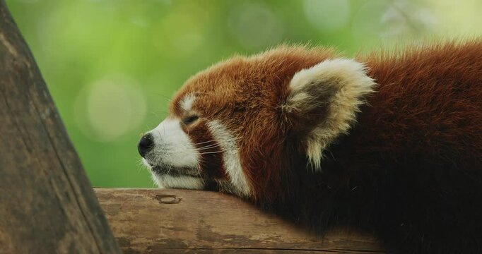 Adult Red Panda Sleep. Cute Red Panda Face Close-up View. Ailurus Fulgens Or Lesser Panda Is Small Mammal Native To The Eastern Himalayas And Southwestern China. Red Pandas Are Also Symbol Of Goodness