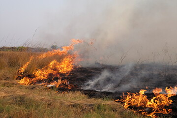 Raging Wildfire with high flames, a Bushfire laid by poachers, wild bushfire, heavy fire, burning grass, burning plains, disastrous inferno