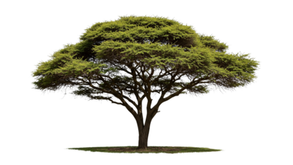 isolated African acacia tree on a transparent background.