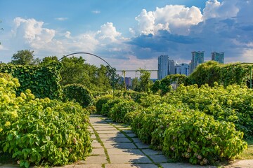 Urban park garden with lush green bushes, climbing plants on arch, paved pathway, and in background tall modern city buildings under a blue sky with clouds.  
