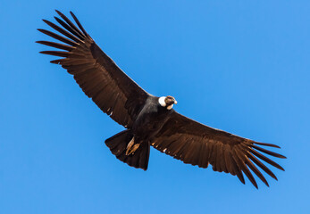 Andean Condor Flying low