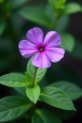 Delicate purple flower of periwinkle lat Vinca, purple, , small