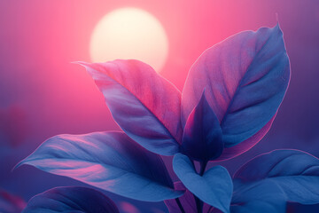 Obraz premium A minimal composition featuring a pair of philodendron leaves before a hazy circular sun tinted with peach-lavender,