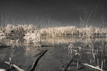 Infrared photograpgy, a serene wetland scene with reflective water and emerging vegetation. The...