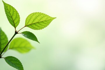 Honeybush leaves against soft white background', delicate, botanical, honeybush