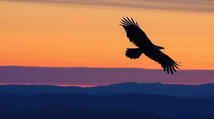 Fototapeta premium A majestic eagle soars against a vibrant sunset backdrop, capturing the beauty of nature in motion.