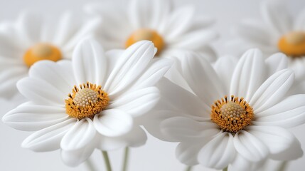 Obraz premium Cluster of white daisies with soft orange centers closeup image. Camomiles chamomiles. Delicate blooms bouquet. Floral close up photography. Wildflowers concept photo realistic