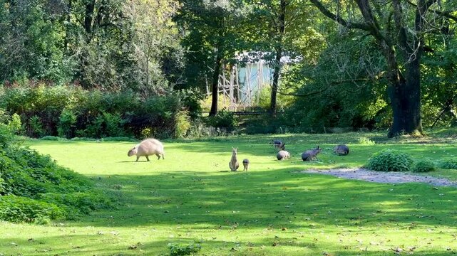 capybara with friends on a green grass