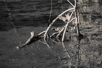 Infrared photograpgy, a bird in a wetland with mangrove roots extending into the water