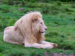 White Lion Resting
