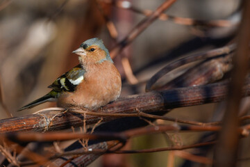 finch bird in the foreground among a bush in the scrub