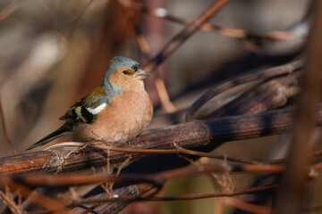 finch bird in the foreground among a bush in the scrub