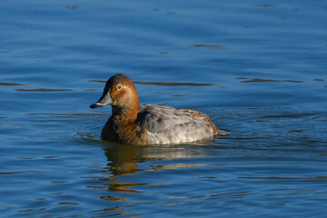 duck swims on the river on a winter morning