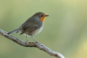 European robin in a Mediterranean forest of pine and oak trees at the first light of a winter day