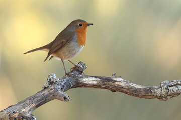 European robin in a Mediterranean forest of pine and oak trees at the first light of a winter day