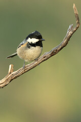 Obraz premium Coal tit in a Mediterranean pine and oak forest at the first light of a winter day