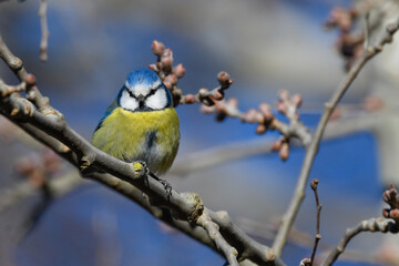 blue tit bird sitting on the branch looking