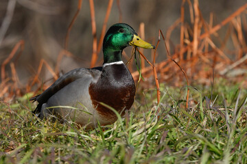mallard duck in the foreground on the winter meadow
