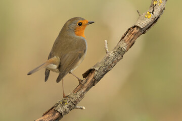 European robin in the last light of the evening in a Mediterranean forest in winter