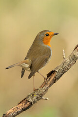 European robin in a Mediterranean forest of pine and oak trees at the first light of a winter day