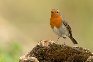 European robin in a Mediterranean forest of pine and oak trees at the first light of a winter day