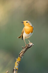European robin in a Mediterranean forest of pine and oak trees at the first light of a winter day