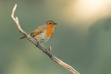 European robin in a Mediterranean forest of pine and oak trees at the first light of a winter day