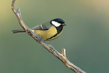 Obraz premium Great tit at the first light of an early winter morning in a pine and oak forest