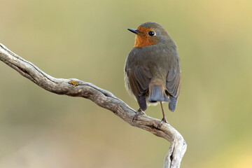 European robin in a Mediterranean forest of pine and oak trees at the first light of a winter day