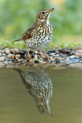 Song thrush at a water point in a Mediterranean pine and oak forest at the first light of a winter day