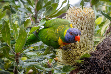 Australian Rainbow Lorikeet feed on the nectar of the Saw Banksia
