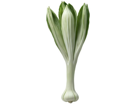 Celtuce (Lactuca sativa var. angustana) Long, pale green celtuce stems with a crisp texture and mild, nutty flavor, used