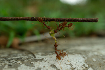 Red ants are fighting for food on a wooden branch