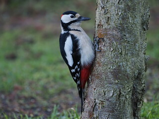 Dzięcioł duży (Dendrocopos major) na pniu jabłoni (Malus) w ogrodzie © Nature Observatory