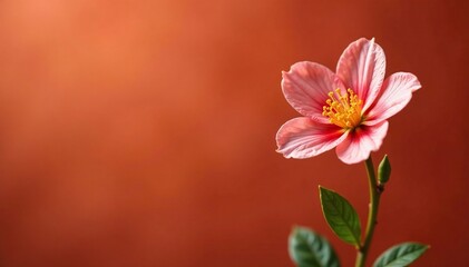 Obraz premium Single Tung Blossom with delicate green stem on a terracotta background, earthy, terracotta